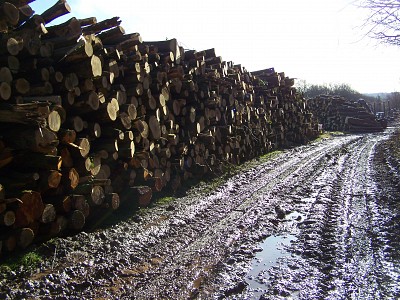 JCB Golf Course development chooses Yeomans Forestry to complete its forestry work